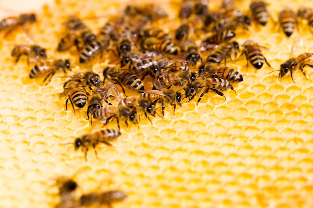 Bijen die aan honingraat werken.
