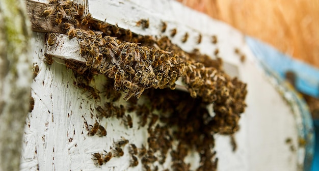 Bijen die in bijenkorf binnenkomen met verzamelde bloemennectar en bloemstuifmeel na een intense oogstperiode Close-up van werkende bijen in een houten bijenkorf Concept van gezonde biologische bijenstal