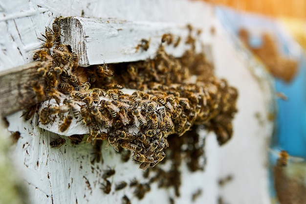 Bijen die in bijenkorf binnenkomen met verzamelde bloemennectar en bloemstuifmeel na een intense oogstperiode Close-up van werkende bijen in een houten bijenkorf Concept van gezonde biologische bijenstal