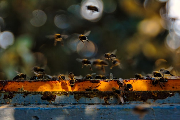 Bijen die rond de korf zweven om het af te koelen, op een hete zomerdag.