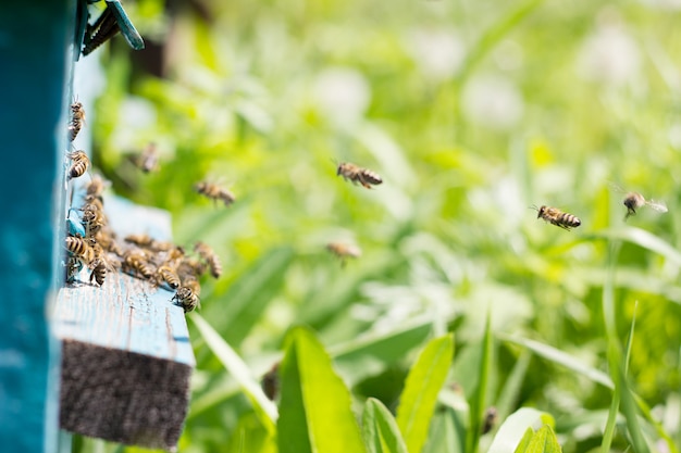 Foto bijen dragen nectar naar de korf