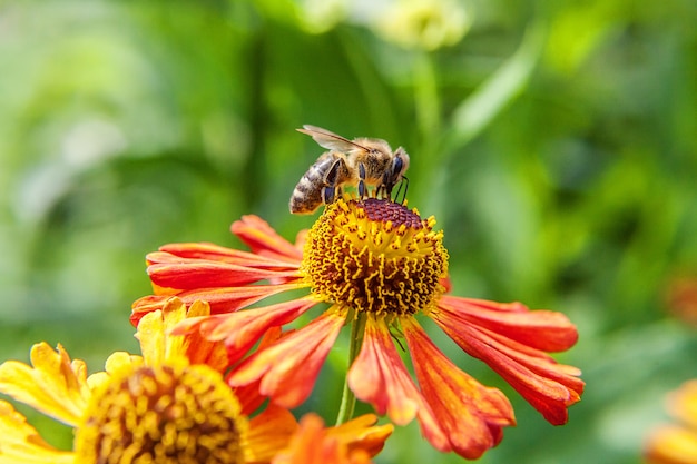 Bijen drinken nectar van een bloem