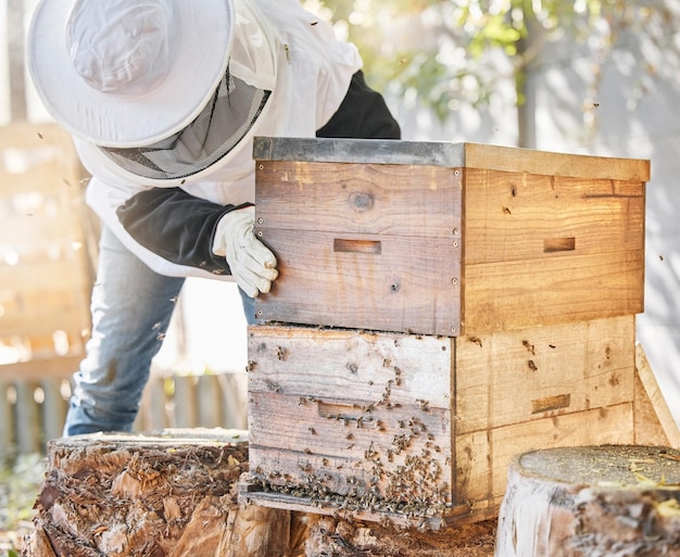 Bijen honingteelt en imker met kratdoos en bijenkorf voor productie-inspectieproces en milieu Bijenteelt insecten en honingraatcontainer voor oogstduurzaamheid en ecologie