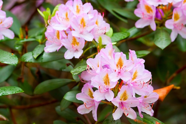 Bijen in de buurt van de bloeiende toppen van rododendrons