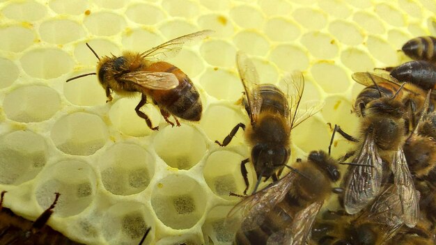 Bijen in honingraat, Macro-opname, selectieve focus