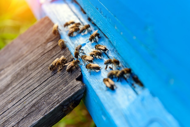 Bijen komen terug uit honingverzameling. Honingbijen in blauwe bijenkorfingang. Apis mellifera kolonie. Vliegende bijenteelt. Zomer in de bijenteelt