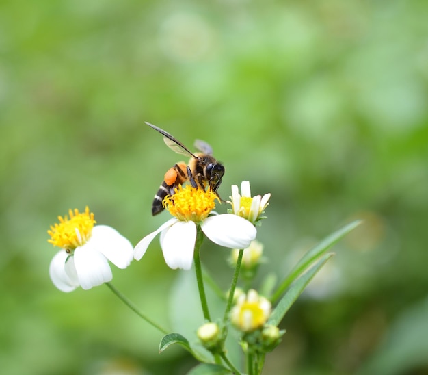 Bijen naar een bloem