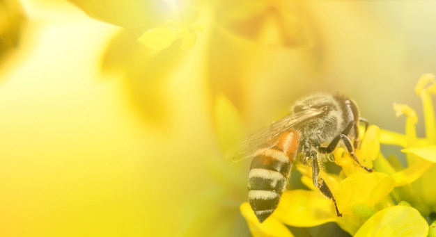 Foto bijen op gele bloem natuur gele achtergrond