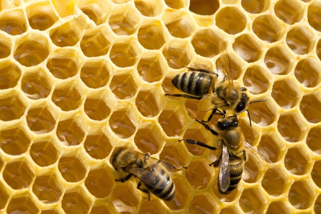 bijen op honeycells