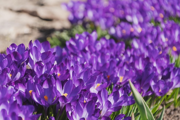Bijen op paarse krokus die buiten groeien Uitzicht op magische bloeiende lentebloemen crocus sativus Selectieve aandacht Lentetuin Selectieve aandacht