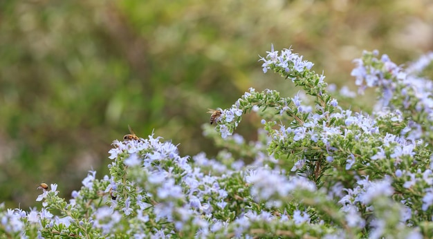 Bijen op rozemarijnbloemen