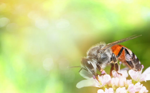 bijen op witte bloem Natuur groene gele achtergrond