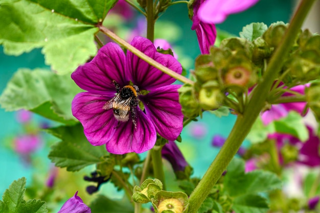 Bijen paarse bloemenhoning