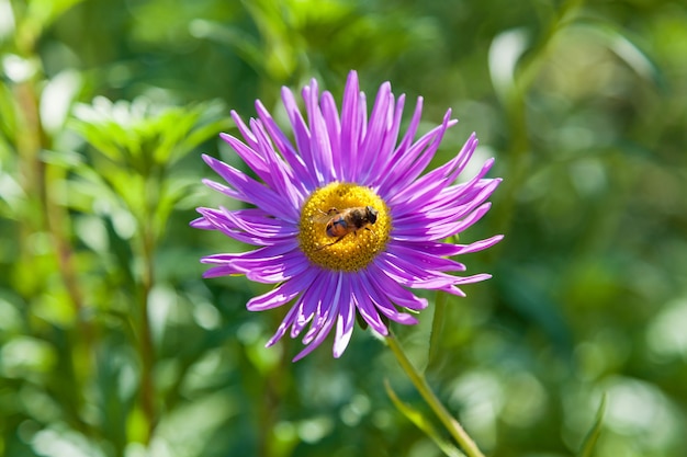 Bijen slaan honingdauw op van roze chrysantenbloem in tuin Bij op bloem die nectar verzamelt