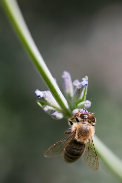 Bijen verzamelen nectar in een groen veld. Hoge kwaliteit foto