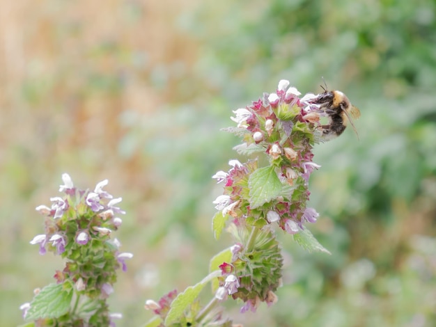 Bijen verzamelen stuifmeel op wilde bloemen in de lente met een ongerichte natuurlijke achtergrond