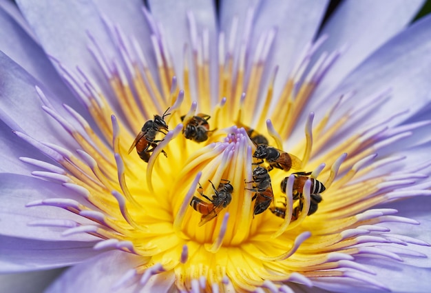 Bijen verzamelen stuifmeel van lotuswaterleliebloem, bijen doen bestuiving is natuurlijke ecologie.