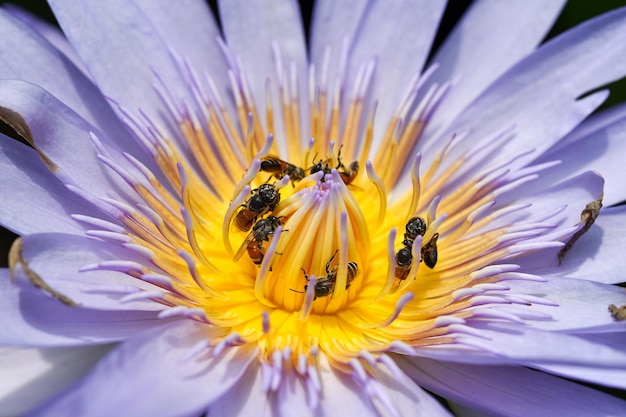 Bijen verzamelen stuifmeel van lotuswaterleliebloem Bijen doen bestuiving is natuurlijke ecologie