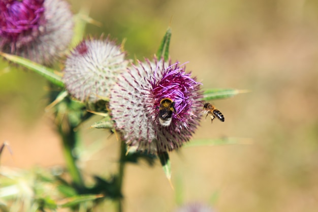 Bijen vliegen en eten op tufsteenplant. Insecten in de natuur concept