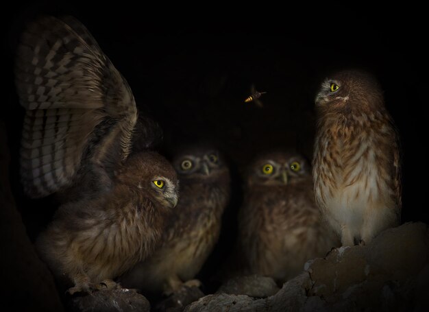 Foto bijen vliegen's nachts bij uilen.