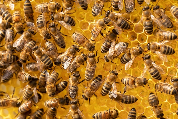 Bijen werken actief aan kammen met honing Close-up van insecten op het werk