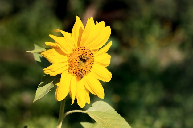 Bijen zitten bij zonnig weer op een grote bloem van zonnebloem