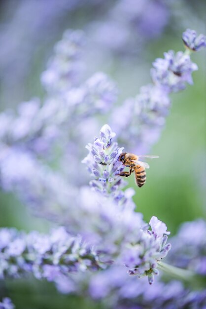 Bijenbestuivende lavendel