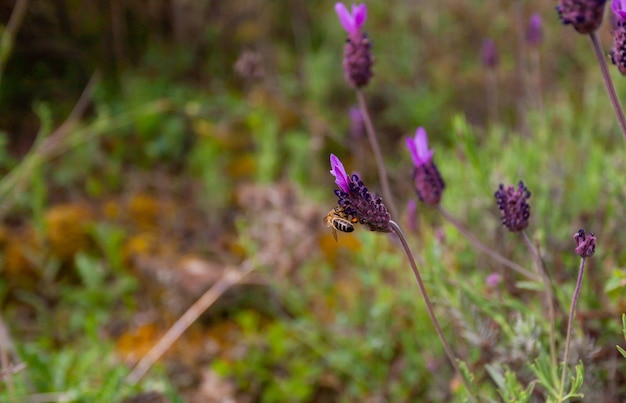 Bijenbestuivende lavendelbloemen, een plant die wordt gebruikt om een unieke geur te verkrijgen