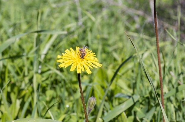 Bijenclose-up op een gele bloem