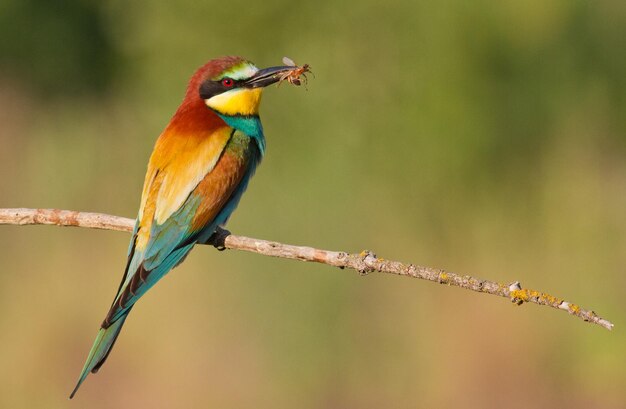 Bijeneter merops apiaster de meest kleurrijke vogel van eurazië vogel gevangen prooi