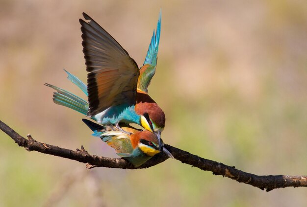 Bijeneter Merops apiaster De paartijd van vogels