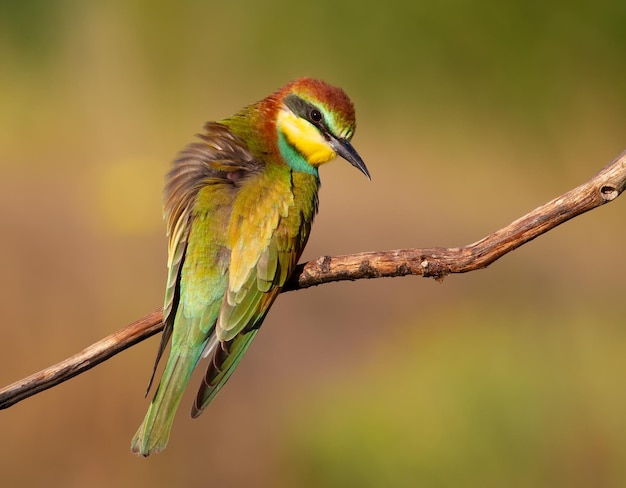 Bijeneter Merops apiaster De vroege zonnige ochtend zit de vogel op een oude droge tak