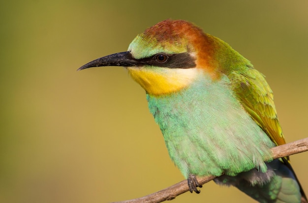 Bijeneter Merops apiaster Een jonge vogel wacht op zijn ouders om eten te brengen