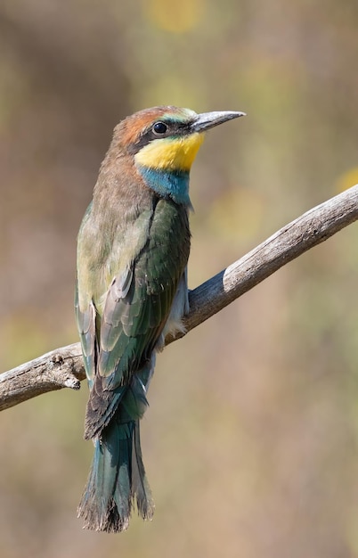 Bijeneter Merops apiaster Een jonge vogel zit op een tak tegen een mooie achtergrond