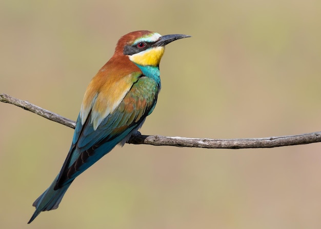 Bijeneter Merops apiaster Een kleurrijke vogel zit op een dunne tak