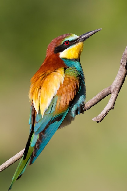 Bijeneter Merops apiaster Gewone bijeneter Close-up