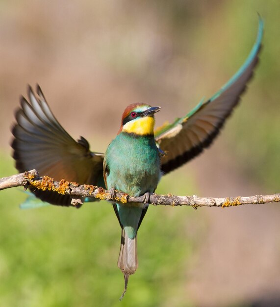 Bijeneter Merops apiaster Het vrouwtje zit op een tak het mannetje keert terug naar haar met prooi