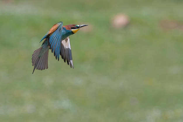 Bijeneter (Merops apiaster) Malaga, Spanje