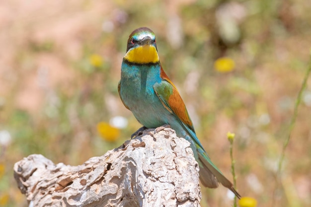 Bijeneter (Merops apiaster) Malaga, Spanje