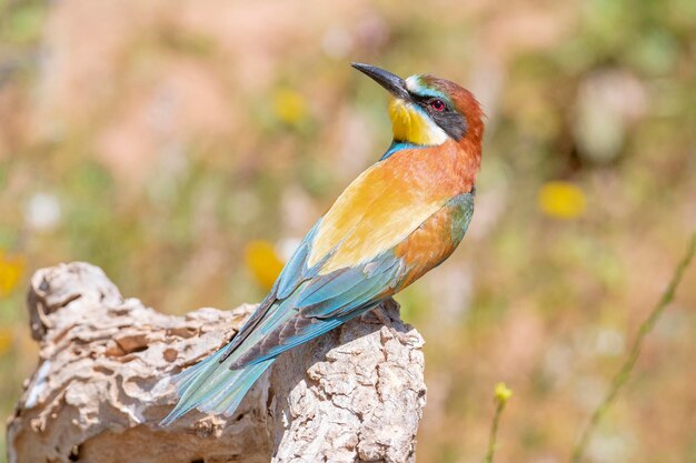 Bijeneter (Merops apiaster) Malaga, Spanje