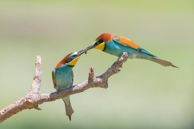 Bijeneter (Merops apiaster) Malaga, Spanje