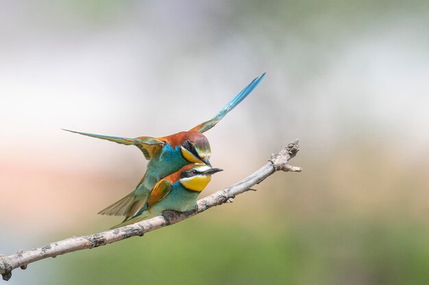 Bijeneter (Merops apiaster) Malaga, Spanje