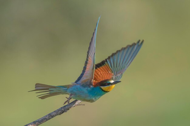 Bijeneter (Merops apiaster) Malaga, Spanje