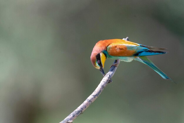 Bijeneter (Merops apiaster) Malaga, Spanje