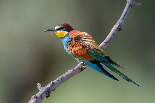 Bijeneter (Merops apiaster) Malaga, Spanje