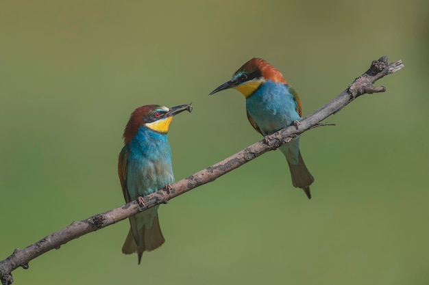 Bijeneter (Merops apiaster) Malaga, Spanje