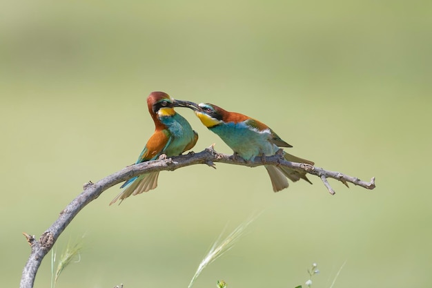 Bijeneter (Merops apiaster) Malaga, Spanje