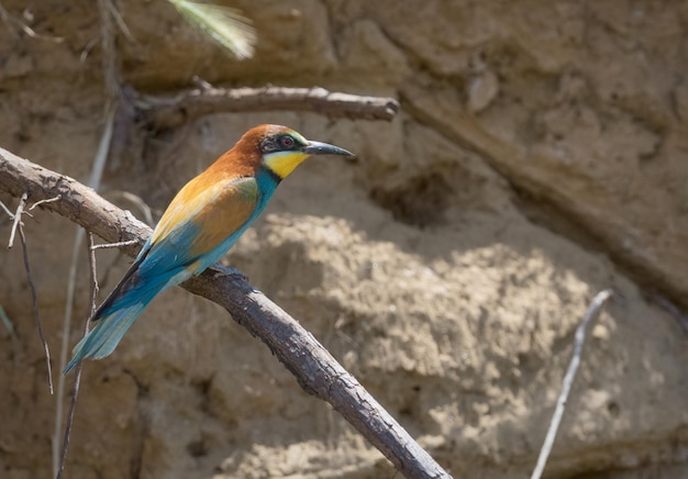 Bijeneter Merops apiaster neergestreken op een tak