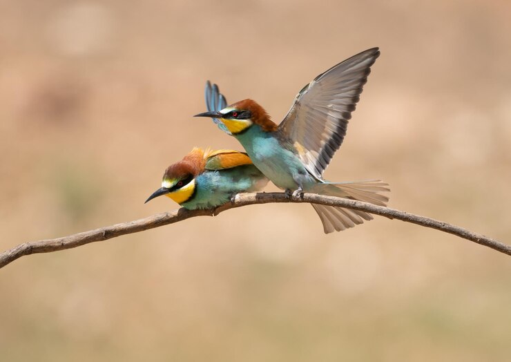 Bijeneter Merops apiaster op een tak