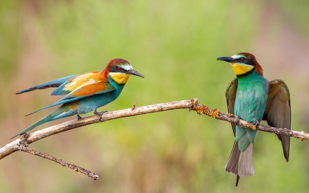 Bijeneter merops apiaster Twee vogels zitten op een tak en strekken hun vleugels